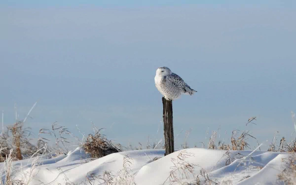 A snowy owl perched on a wooden post amidst a serene, snowy landscape, creating a captivating HD wallpaper and background for nature enthusiasts.