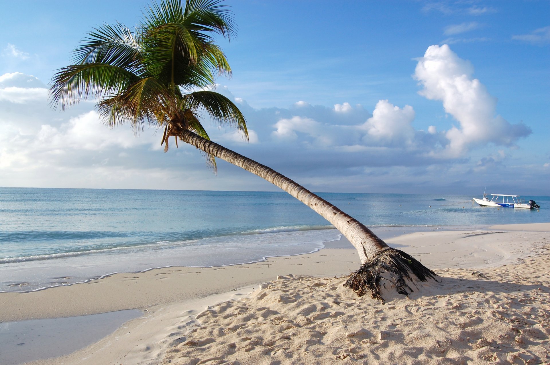 A serene beach scene featuring a leaning palm tree, gentle waves, and a boat on the horizon, captured in stunning HD quality for an inviting desktop wallpaper background.