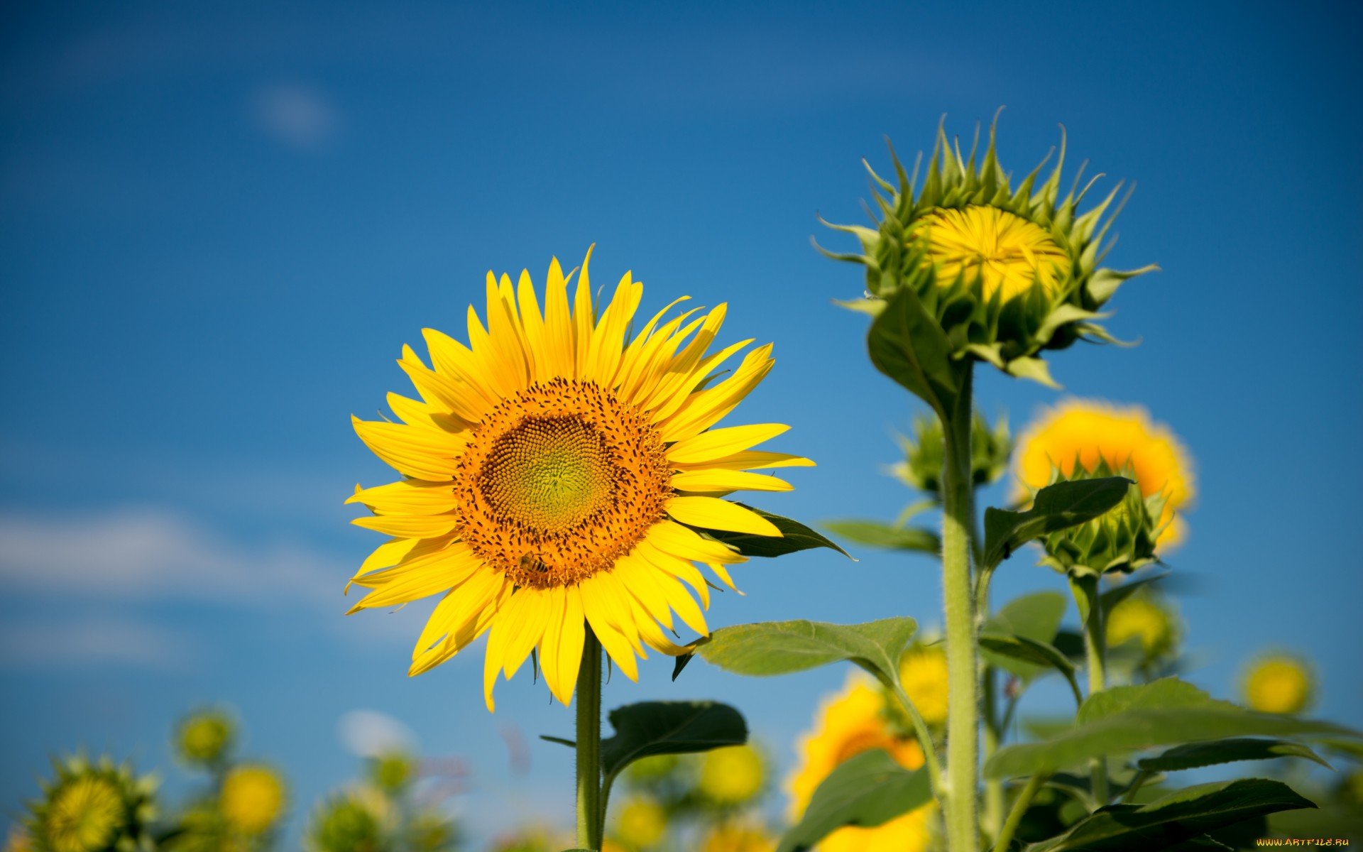 Sunflower Full Hd Wallpaper And Background Image 1920x1200 Id413307