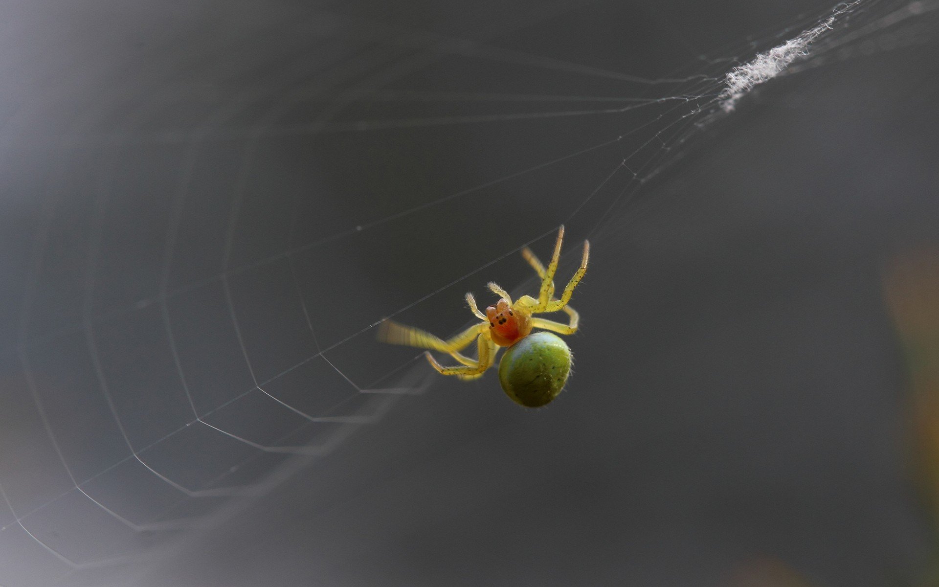 HD PC desktop wallpaper: close-up of a green-and-yellow spider suspended on delicate silk threads against a soft gray background, animal macro shot.