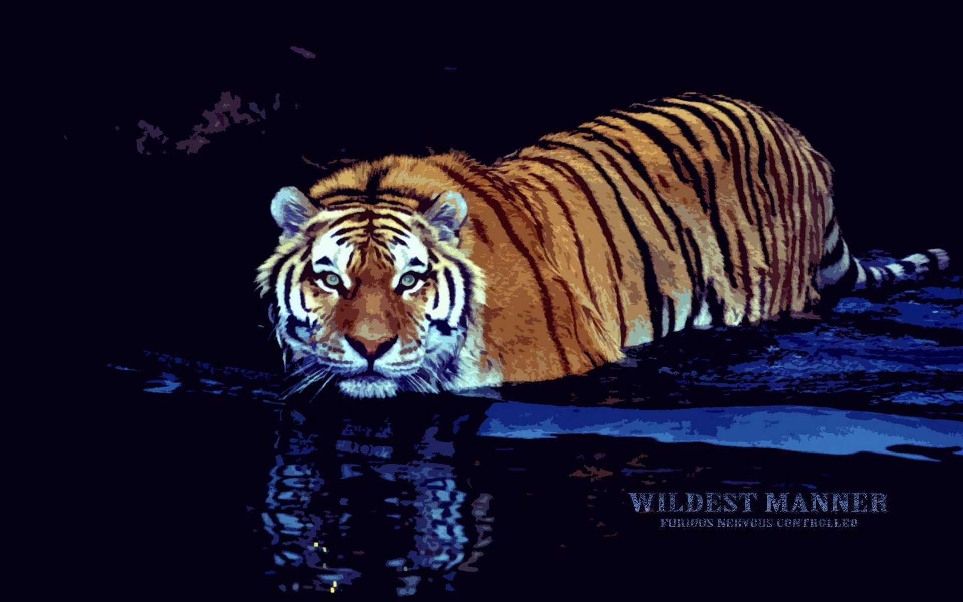Download Animal Tiger HD Wallpaper by James Meger