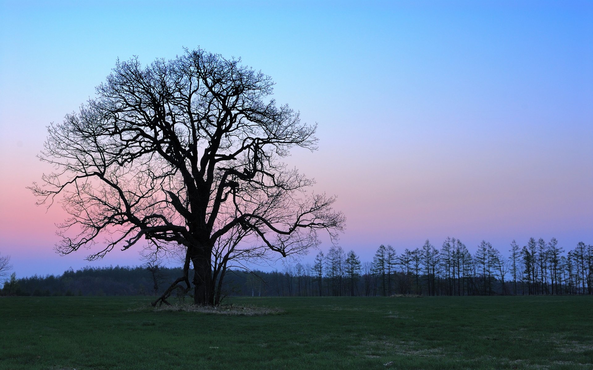 Download Nature Tree HD Wallpaper