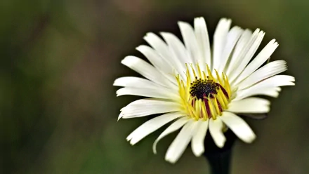 Close-up of a white daisy with a yellow and dark center against a soft green background, captured in HD for a nature-themed PC desktop wallpaper.