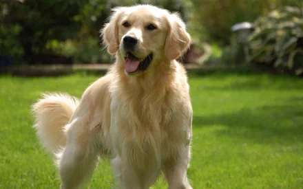 HD wallpaper featuring a golden retriever standing on a lush green lawn with a backdrop of blurred vegetation, radiating warmth and joy.