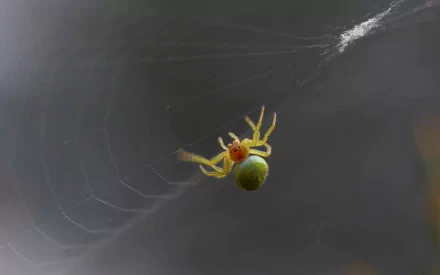 Animal spider HD Desktop Wallpaper | Background Image