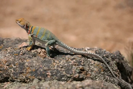 reptile lizard Animal Collared Lizard HD Desktop Wallpaper | Background Image