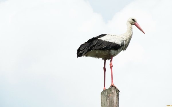 Animal White stork Birds Storks Bird HD Wallpaper | Background Image