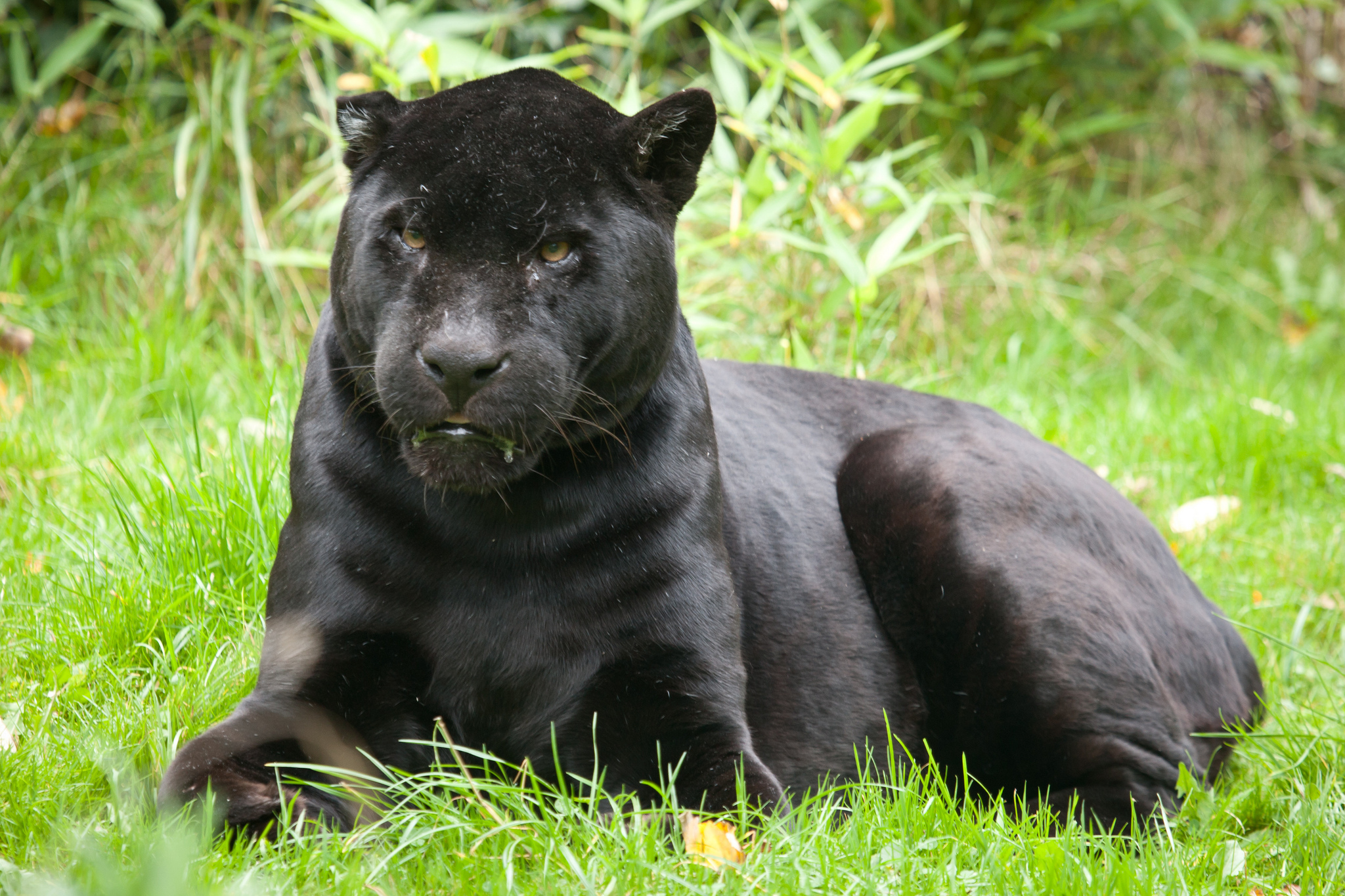 black panther animal running