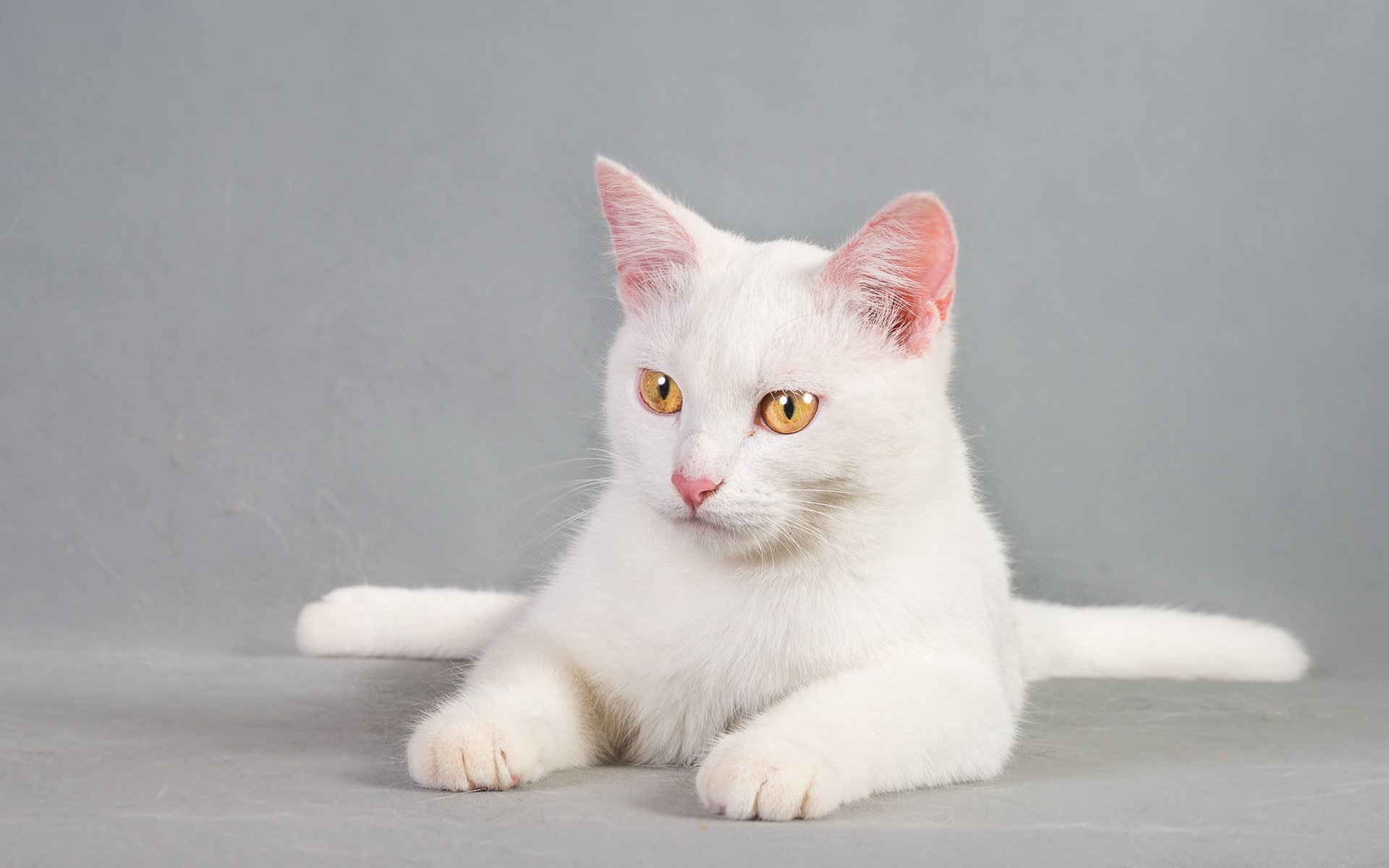 HD PC desktop wallpaper featuring a white cat with striking yellow eyes against a soft gray background.