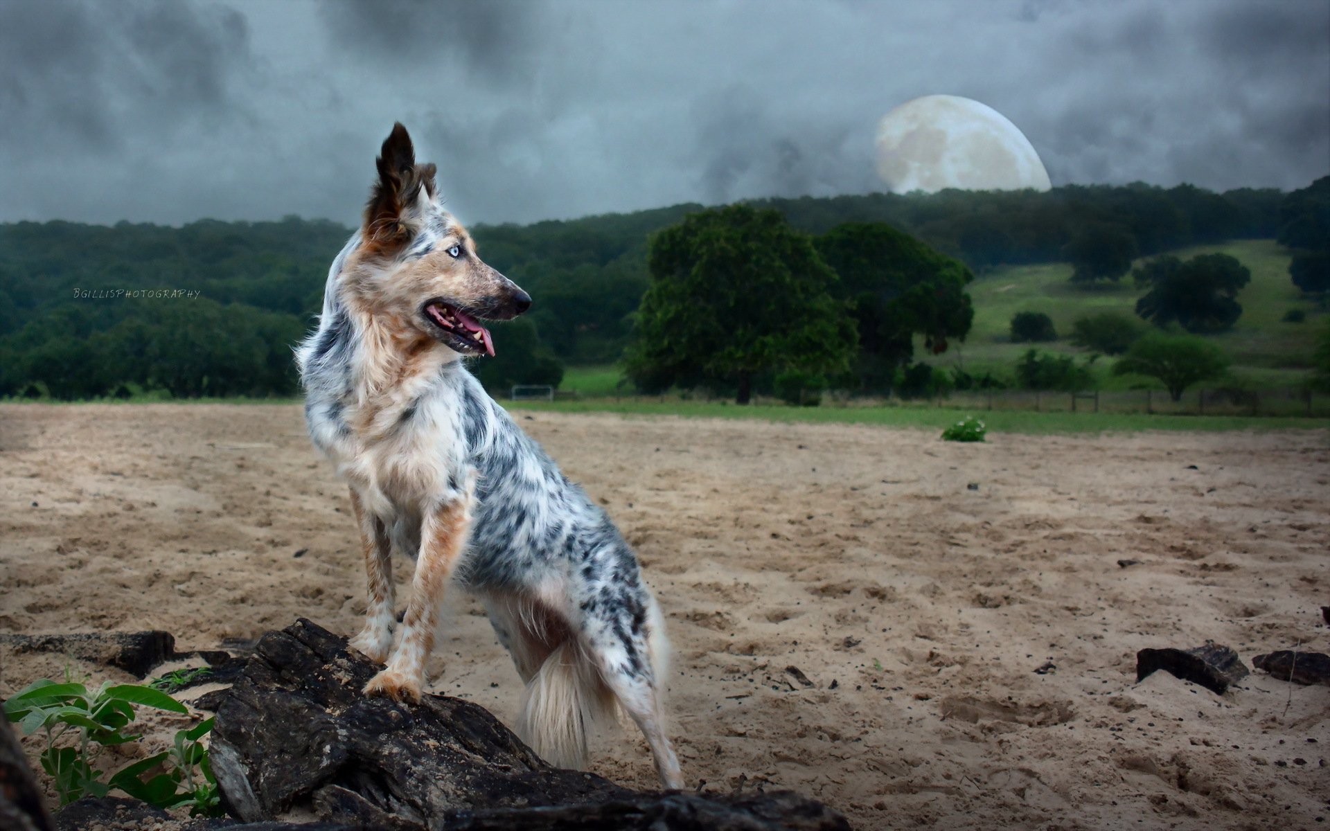 A blue merle dog stands on a rocky outcrop, gazing towards a large full moon in a dramatic sky, set against a lush green landscape, providing a stunning HD desktop wallpaper.