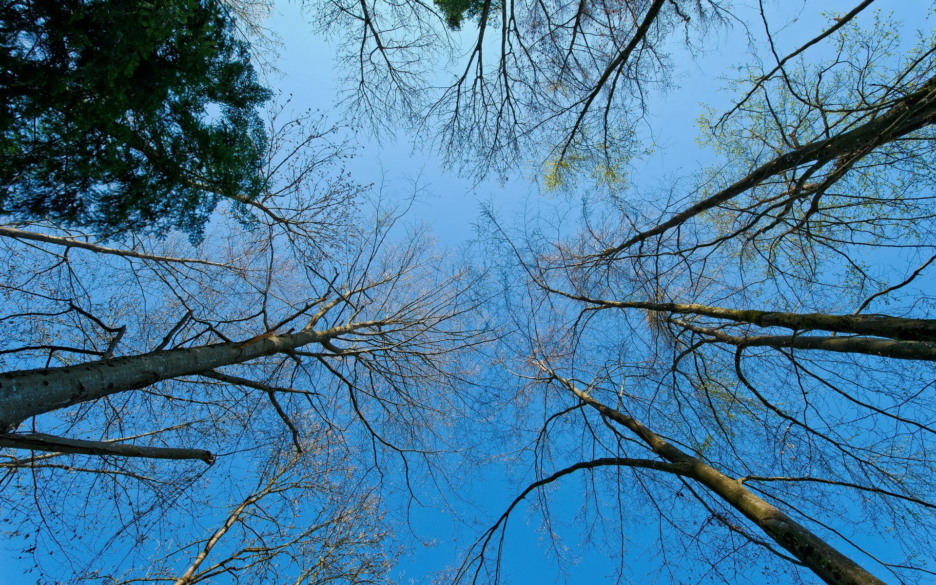 HD PC desktop wallpaper and background: upward view of tall trees' bare branches reaching into a clear blue sky — nature, tree.