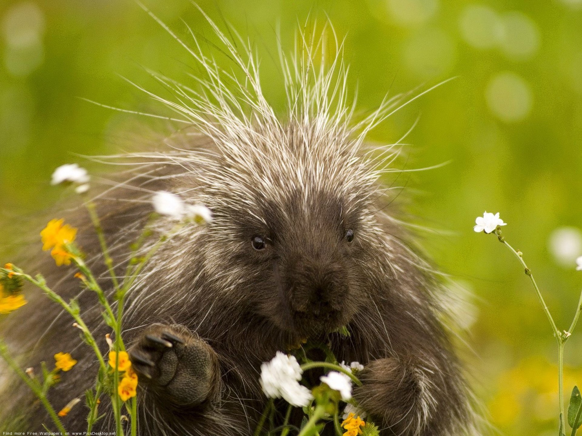 HD desktop wallpaper featuring a close-up of a porcupine surrounded by wildflowers in a vibrant green natural setting.