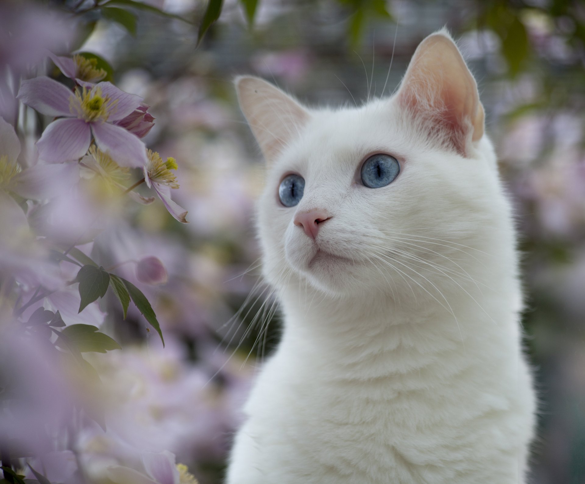 A serene white cat with striking blue eyes gazes thoughtfully amid soft pink flowers, creating a peaceful and visually captivating HD desktop wallpaper.