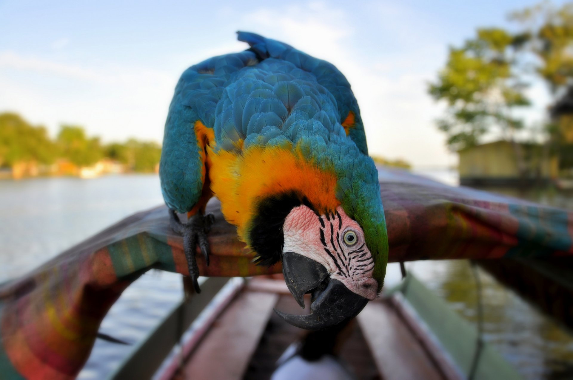 A vibrant blue-and-yellow macaw perched on a colorful wooden boat, with serene water and lush trees in the background, capturing the beauty of wildlife in a striking desktop wallpaper.