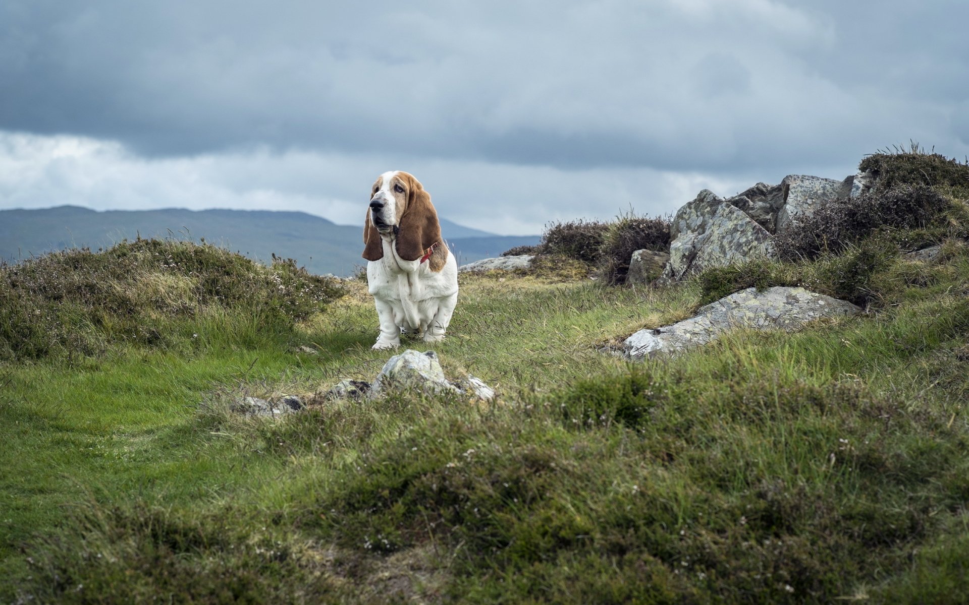 A basset hound stands on a lush, green hillside, surrounded by rocks and a cloudy sky, creating a serene backdrop for an HD desktop wallpaper.