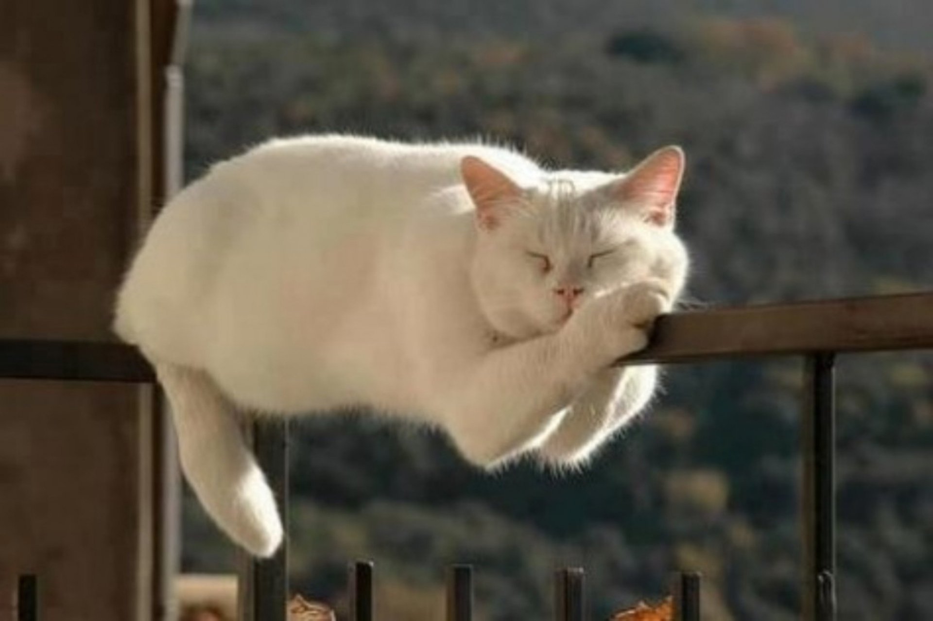 A serene white cat lounges on a railing, resting its head on its paws against a blurred natural backdrop, creating a calming HD desktop wallpaper and background.
