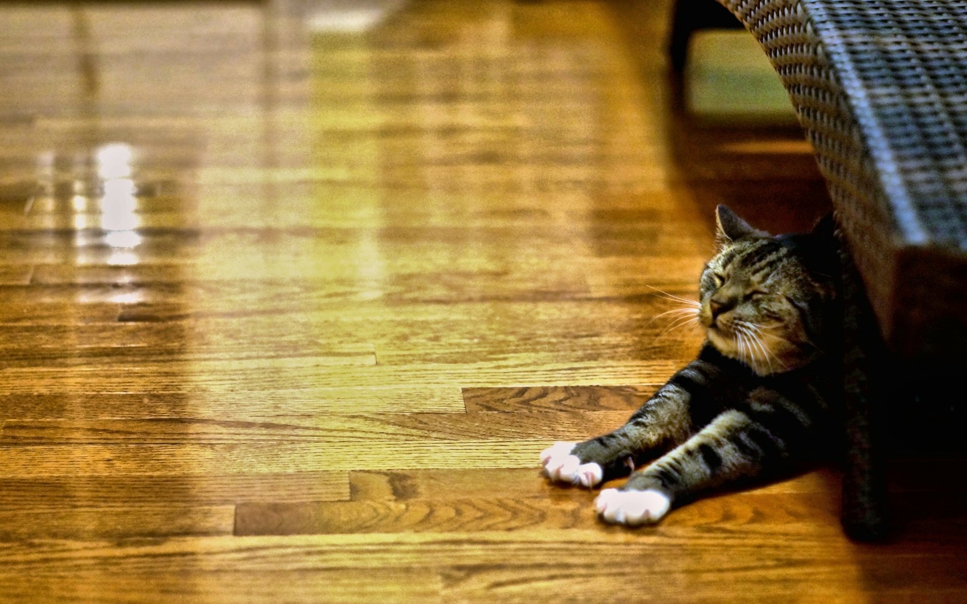 A serene cat stretches out lazily under a piece of furniture, with polished wooden floors reflecting soft light, creating a tranquil HD desktop wallpaper.