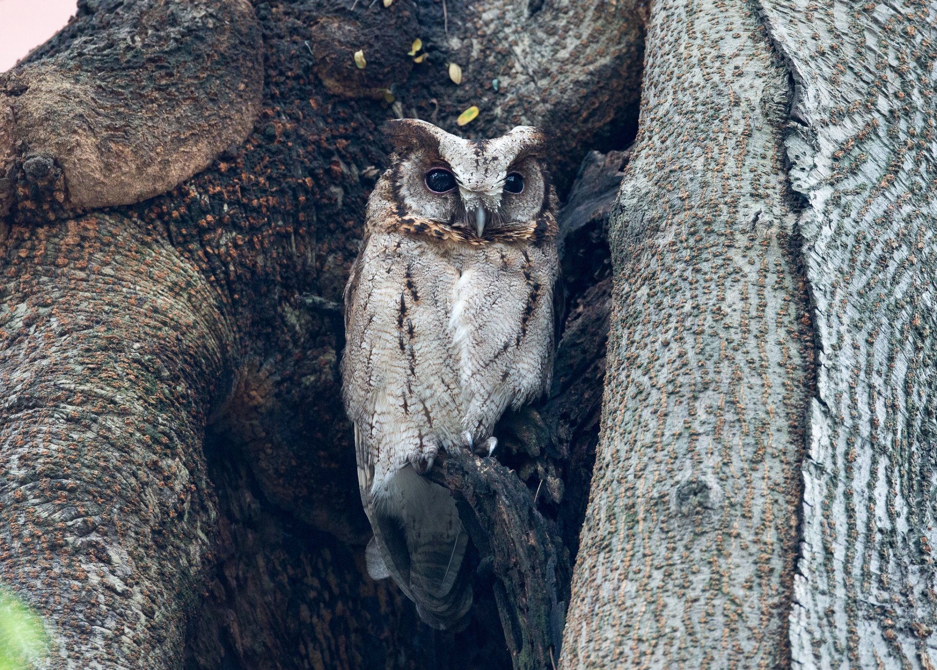 A captivating owl perched on a tree, blending seamlessly with its bark surroundings. This high-definition image serves as an engaging desktop wallpaper and background.