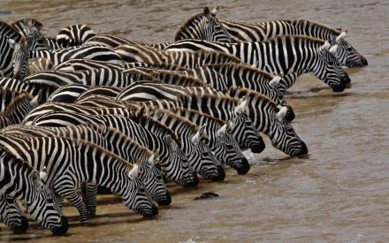HD PC desktop wallpaper featuring a close-up of a group of zebras standing side by side, showcasing their distinctive black and white stripes.