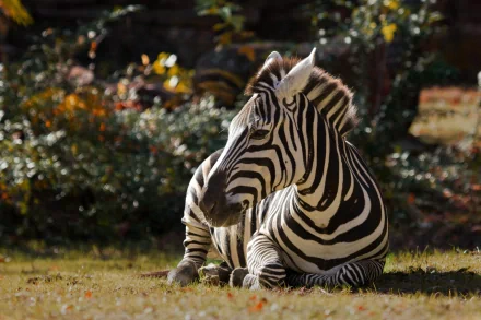 A striking HD desktop wallpaper featuring a zebra resting gracefully in a serene setting, showcasing its distinctive black and white stripes amidst a backdrop of lush greenery.