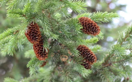 nature pine tree HD Desktop Wallpaper | Background Image