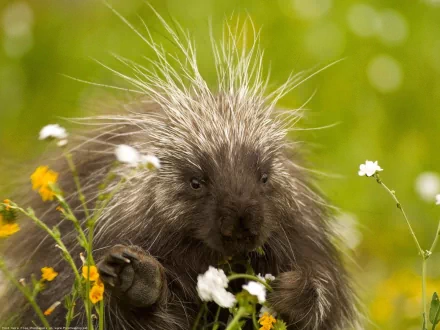 HD desktop wallpaper featuring a close-up of a porcupine surrounded by wildflowers in a vibrant green natural setting.