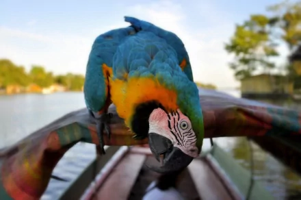A vibrant blue-and-yellow macaw perched on a colorful wooden boat, with serene water and lush trees in the background, capturing the beauty of wildlife in a striking desktop wallpaper.