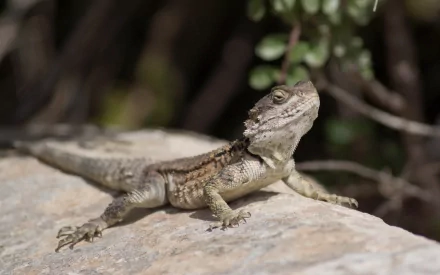 A close-up of a lizard perched on a rock, surrounded by greenery, serves as a vibrant HD PC desktop wallpaper and background.