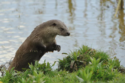 A curious otter stands by the water's edge, surrounded by lush greenery, making for a captivating HD desktop wallpaper and background.