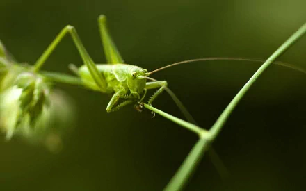 Close-up HD desktop wallpaper of a vibrant green grasshopper perched on a thin stem, set against a soft-focused natural background.