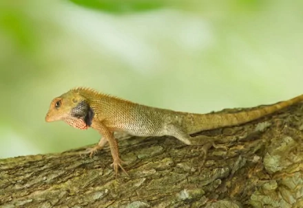 A close-up of a lizard perched on a textured tree branch, showcasing its vibrant colors and intricate details, creating an engaging HD desktop wallpaper and background.
