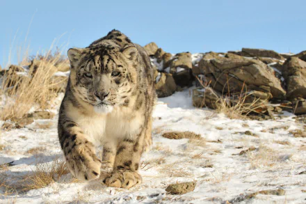 A majestic snow leopard walking through a snowy landscape, surrounded by rocky terrain, showcasing its unique coat and powerful presence. This stunning image makes a captivating HD desktop wallpaper.