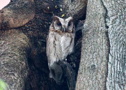 A captivating owl perched on a tree, blending seamlessly with its bark surroundings. This high-definition image serves as an engaging desktop wallpaper and background.