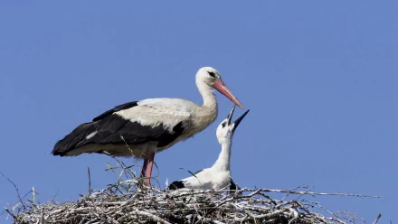 A white stork stands on its nest, nurturing a chick against a clear blue sky, showcasing the beauty of nature in this HD desktop wallpaper.