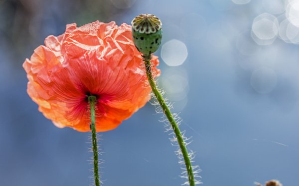 Nature Poppy Flowers HD Wallpaper | Background Image