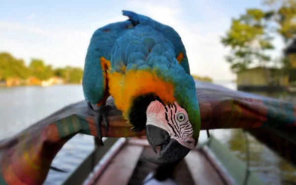 A vibrant blue-and-yellow macaw perched on a colorful wooden boat, with serene water and lush trees in the background, capturing the beauty of wildlife in a striking desktop wallpaper.