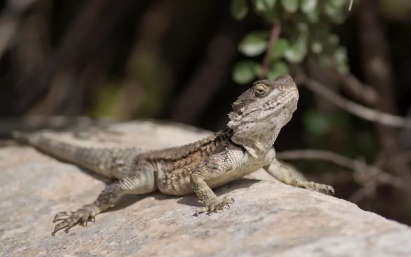 A close-up of a lizard perched on a rock, surrounded by greenery, serves as a vibrant HD PC desktop wallpaper and background.
