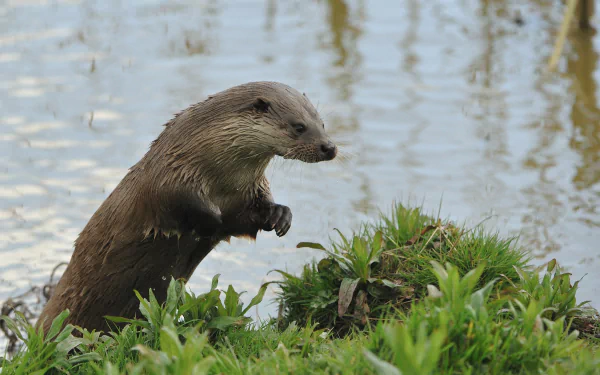 A curious otter stands by the water's edge, surrounded by lush greenery, making for a captivating HD desktop wallpaper and background.