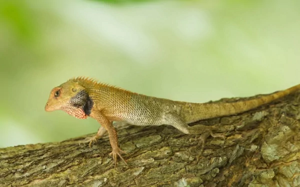 A close-up of a lizard perched on a textured tree branch, showcasing its vibrant colors and intricate details, creating an engaging HD desktop wallpaper and background.