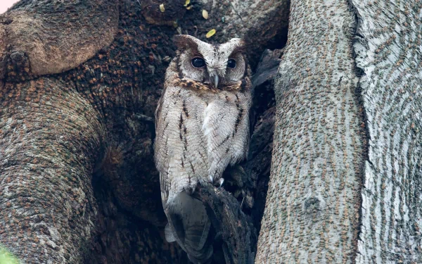 A captivating owl perched on a tree, blending seamlessly with its bark surroundings. This high-definition image serves as an engaging desktop wallpaper and background.