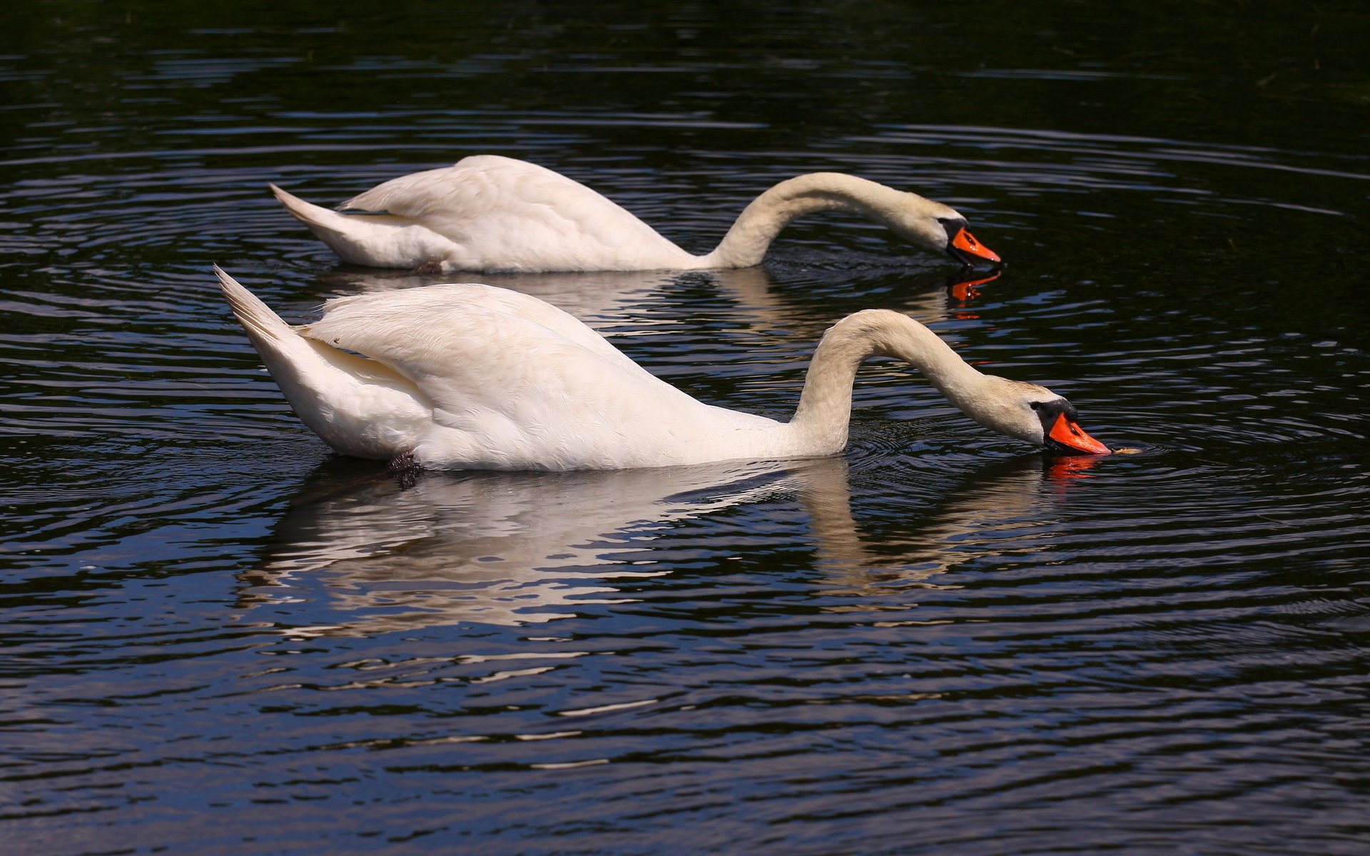 Animal Mute swan HD Wallpaper | Background Image