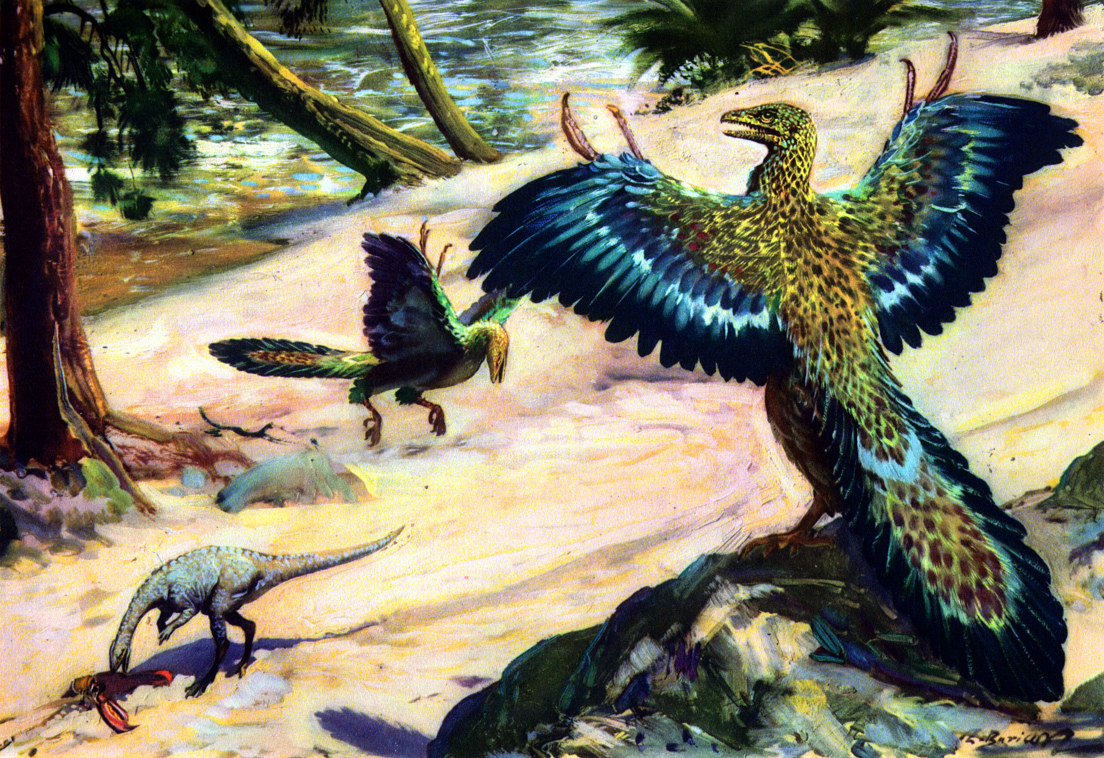 Animal Archaeopteryx HD Wallpaper | Background Image