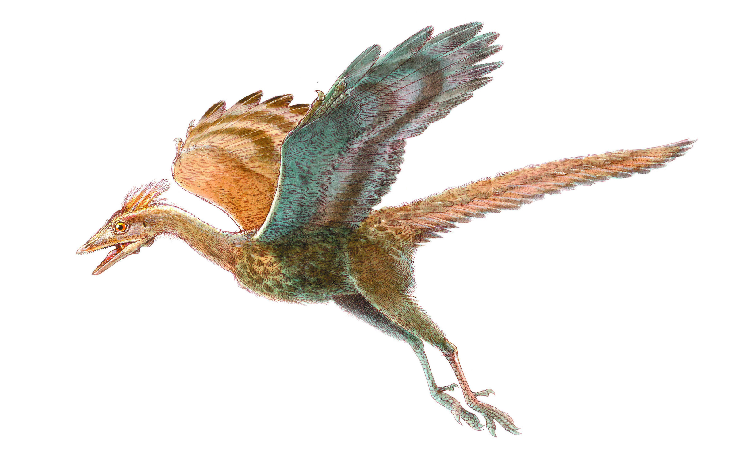 Animal Archaeopteryx HD Wallpaper | Background Image