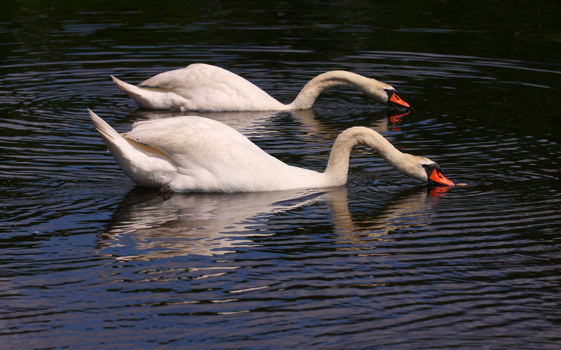 Swan's. Лебеди. Лебедь на воде. Пара лебедей на озере. Лебеди на озере плывут.