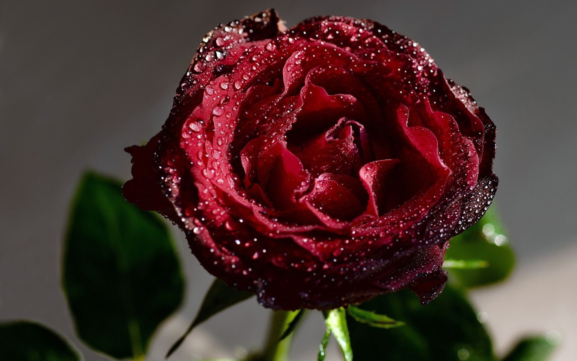 HD desktop wallpaper featuring a close-up of a red rose with dewdrops, surrounded by green leaves, against a soft, blurred background. Nature, rose.