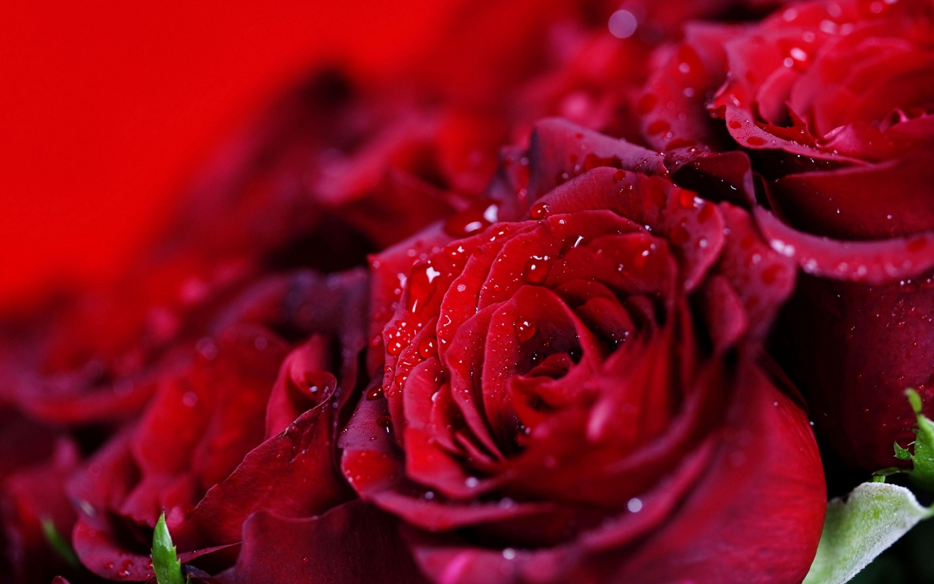 HD desktop wallpaper featuring vibrant red roses with dewdrops against a rich red background, highlighting the beauty of nature.