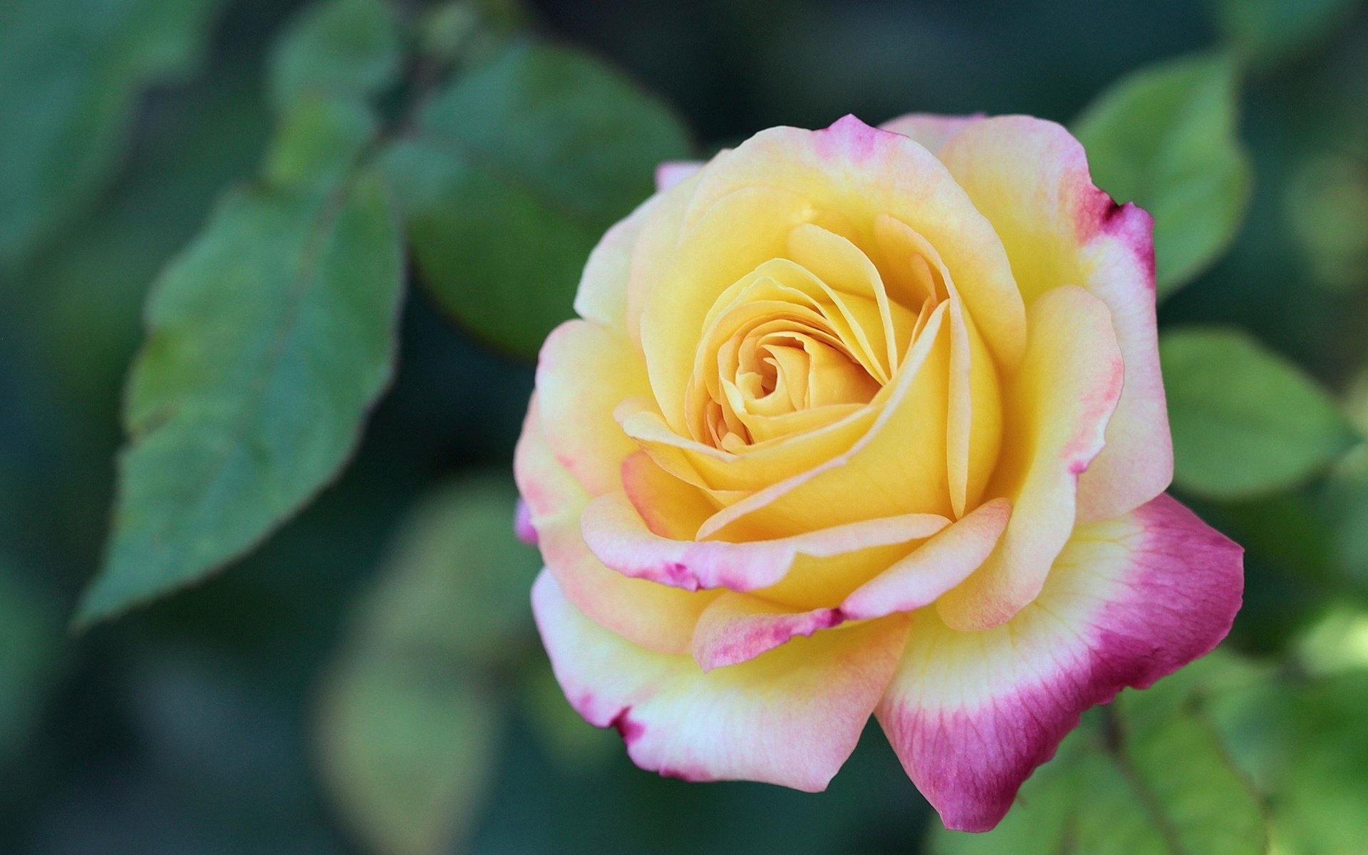 A close-up of a beautiful yellow rose with pink edges, surrounded by green leaves, showcasing the elegance of nature. This HD image serves as a stunning desktop wallpaper.
