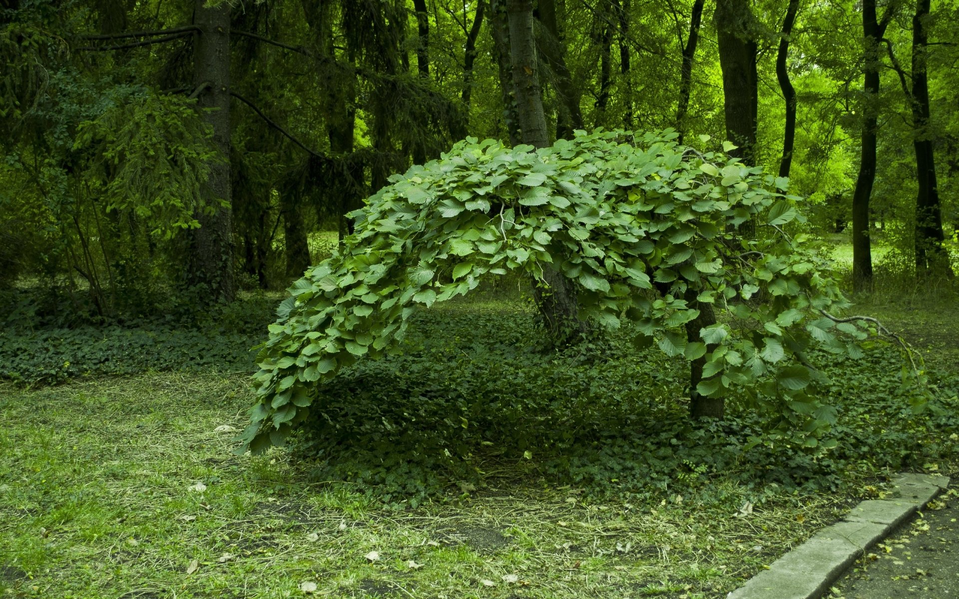 HD desktop wallpaper showcasing a lush green tree with broad leaves arching in a vibrant forest setting.