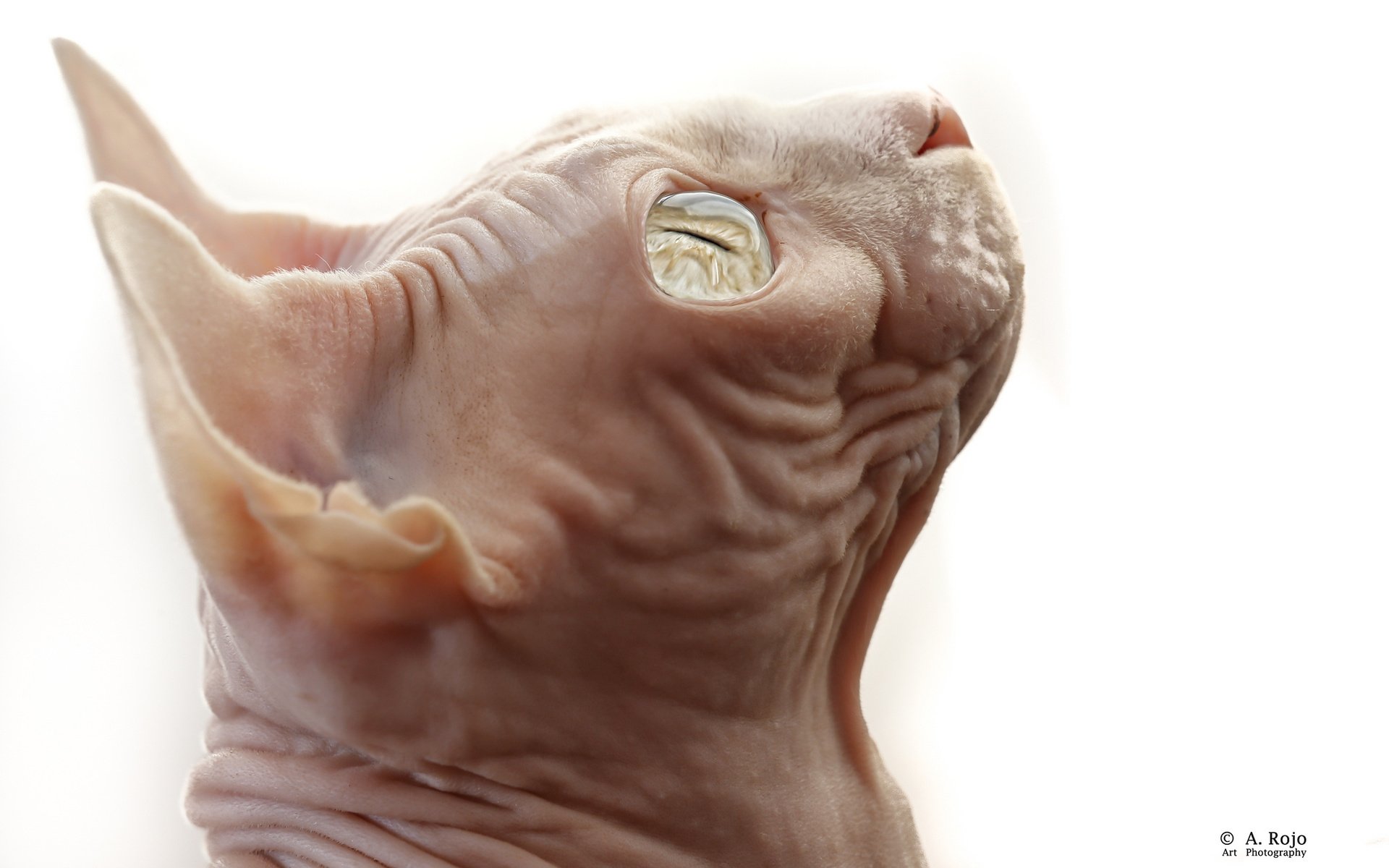 Close-up of a cat's face, highlighting its unique features and textured skin. This HD image serves as an eye-catching desktop wallpaper or background.