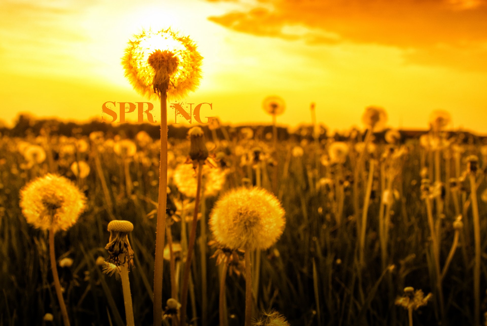 4K Ultra HD wallpaper capturing a manipulated spring field of dandelion flowers bathed in warm golden light with SPRING text integrated into the scene.